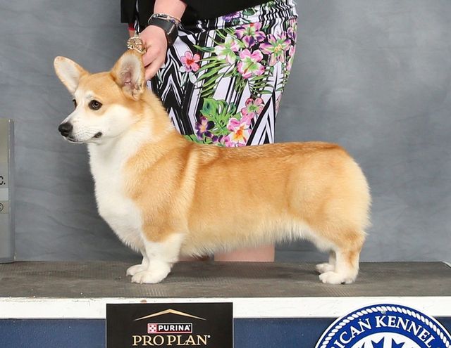 F and 2024 m corgis